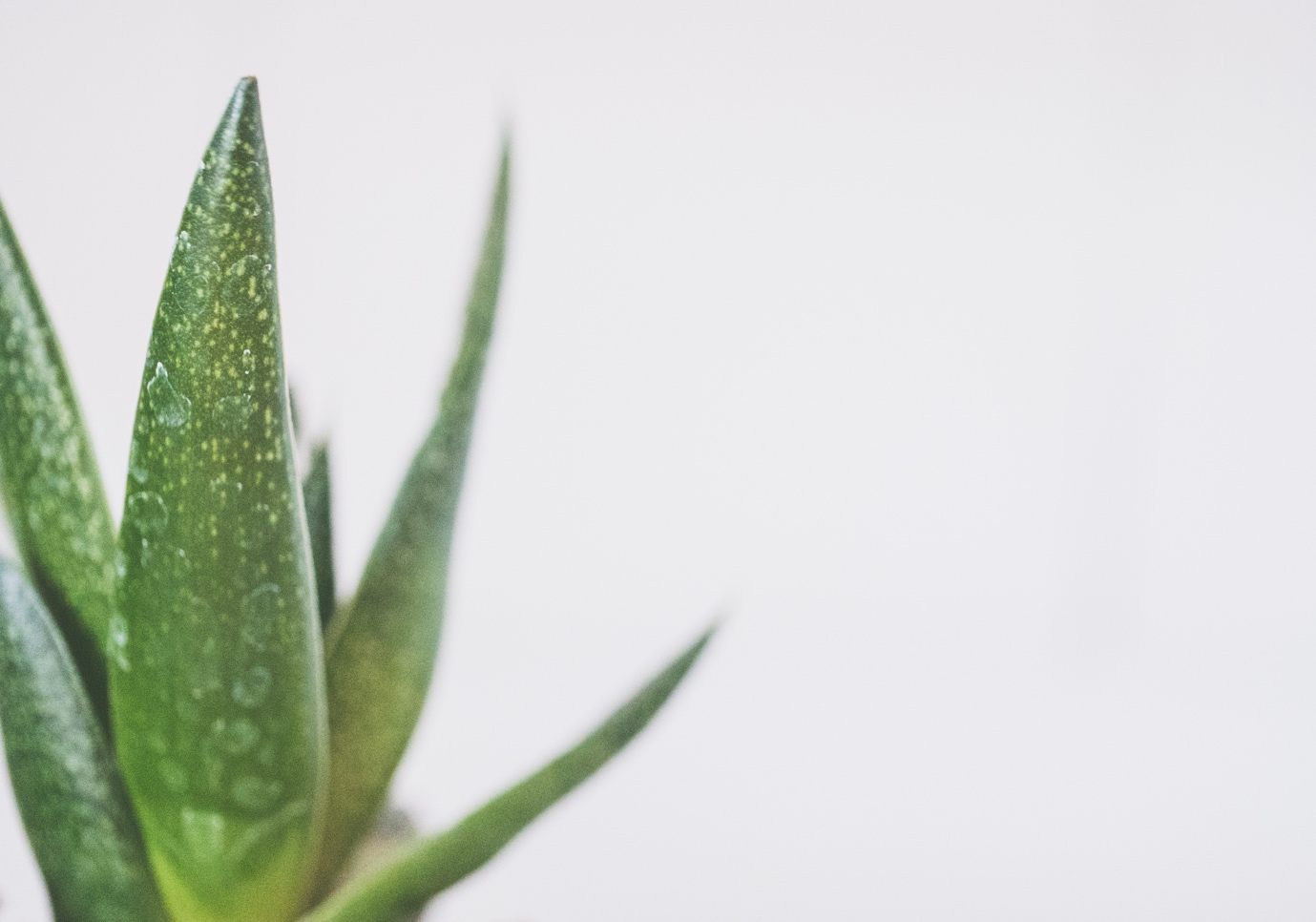 An aloe vera plant